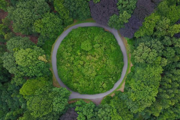 Forest Aerial view